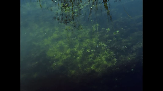 A Dream of Green