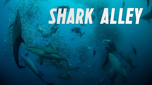 Shark Alley