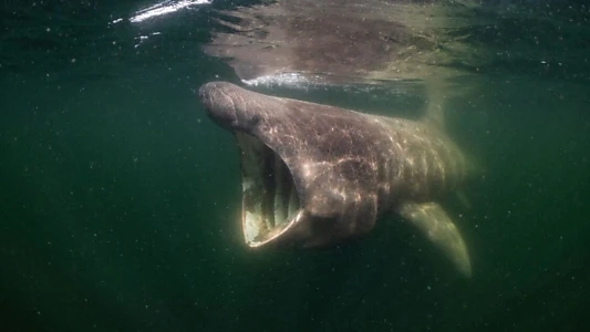 North Sea – Nature Untamed
