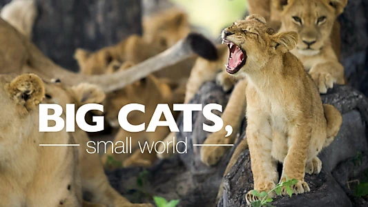 Big Cats, Small World