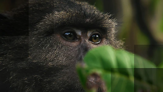 Nicobar Islands: A Monkey's Long Tale