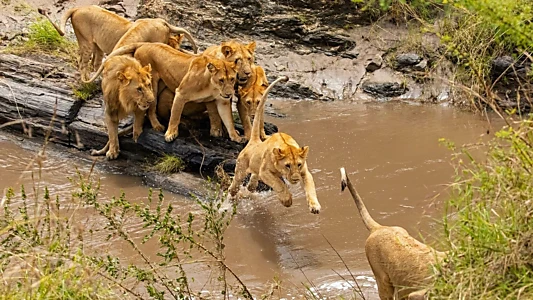 Brotherhood of Lions