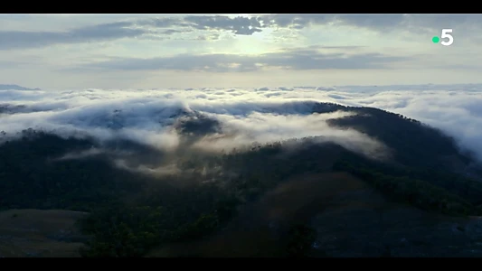 Ivohiboro, la forêt oubliée