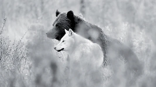 Une année parmi les loups