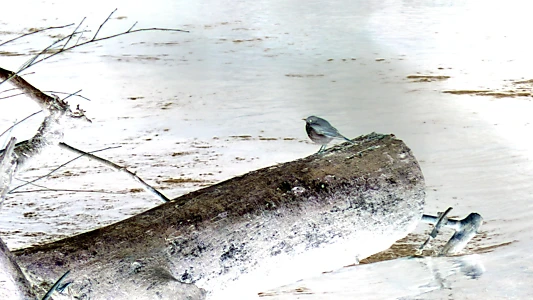 bird5.mp4