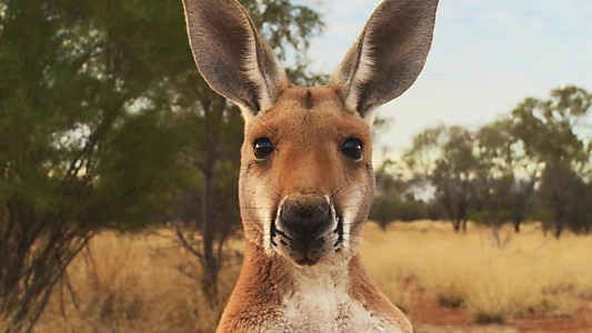 Kangaroo: A Love-Hate Story