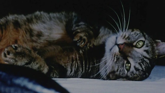 Cat Food
