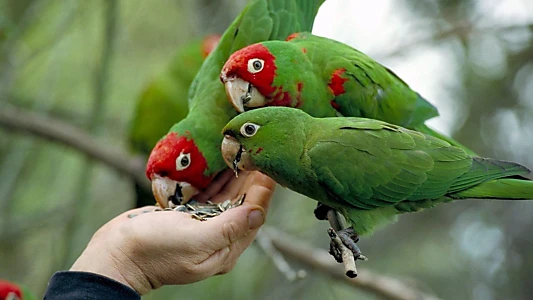 The Wild Parrots of Telegraph Hill