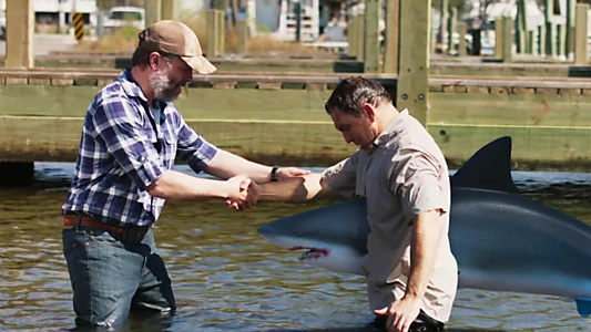 Mississippi River Sharks