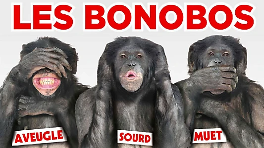 Les Bonobos