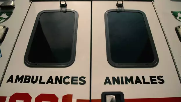Ambulances animales
