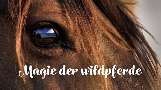 Magic of the Wild Horses