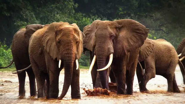 Nomads of the Serengeti