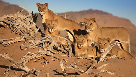 Desert Warriors: Lions of the Namib