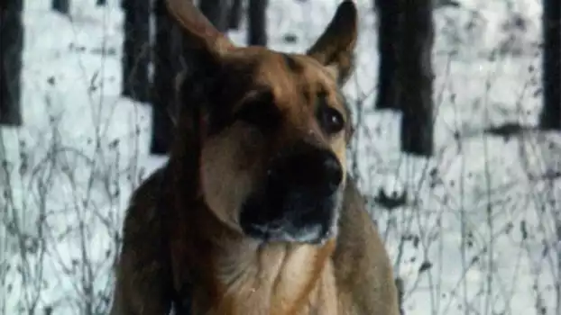 Faithful Ruslan: History of the Guard Dog