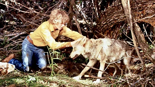 The Flight of the Grey Wolf