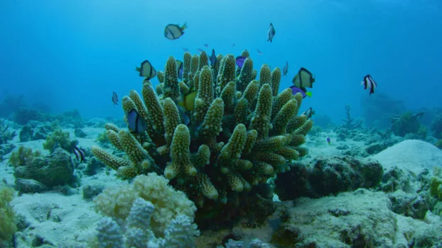 Can We Save the Reef?
