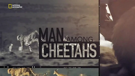 Man Among Cheetahs