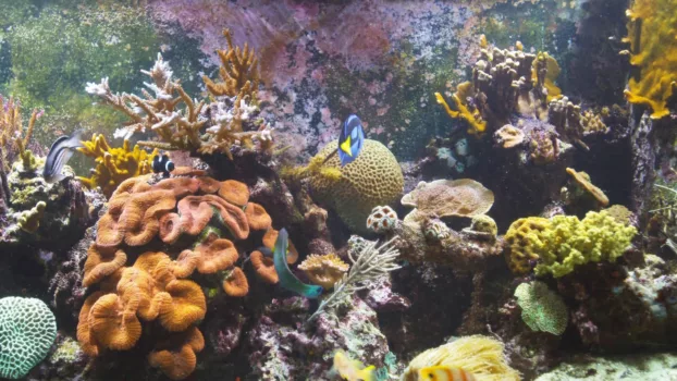 BluScenes: Coral Reef Aquarium