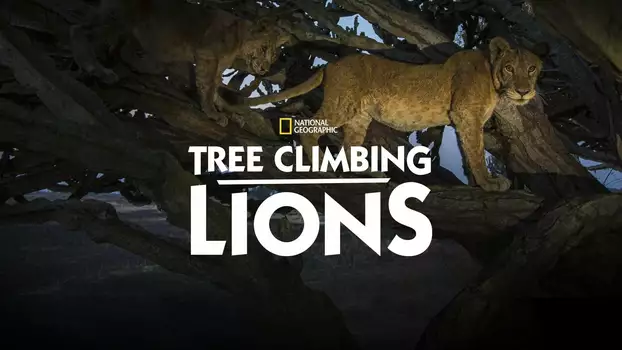 Tree Climbing Lions