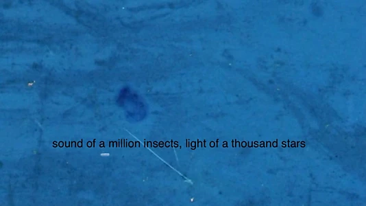 Sound of a Million Insects, Light of a Thousand Stars