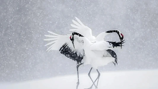 Vincent Munier, éternel émerveillé