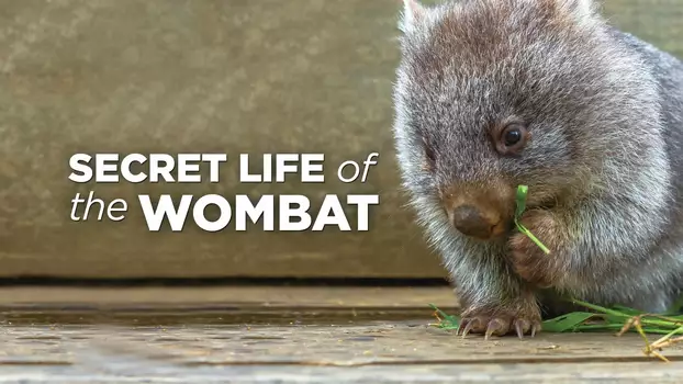 Secret Life of the Wombat