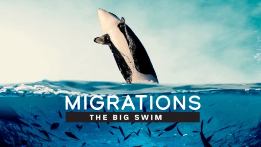 Migrations: The Big Swim