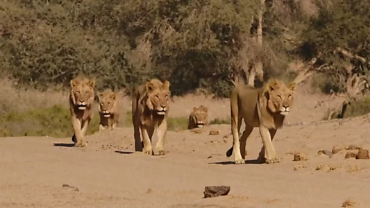 Desert Lions of the Namib - Departure and Return