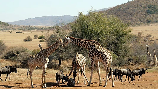 Wild South Africa