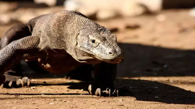 The Natural World--Komodo: The Deadly Bite