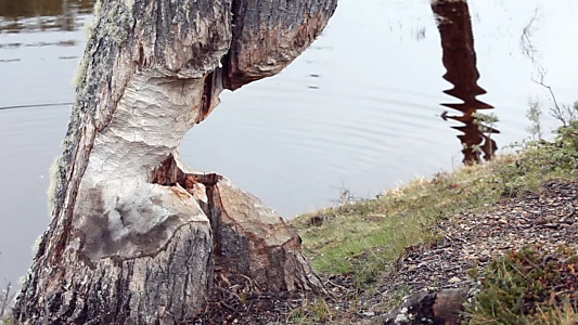 Beavers: Patagonia invaders