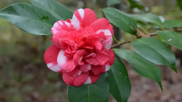 Midwinter Camellia