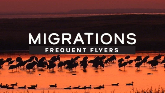 Migrations: Frequent Flyers