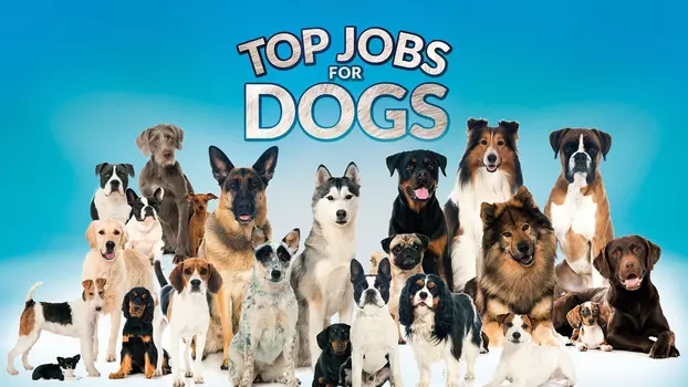 Top Jobs for Dogs