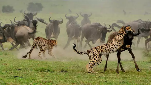 Wild Africa in Pandemic Times