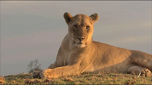 Lions of Crocodile River