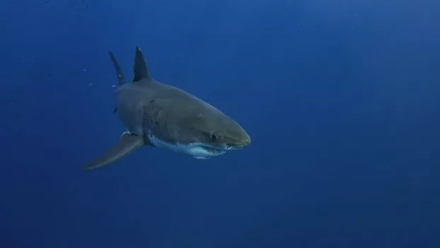 Lost Sharks of Easter Island