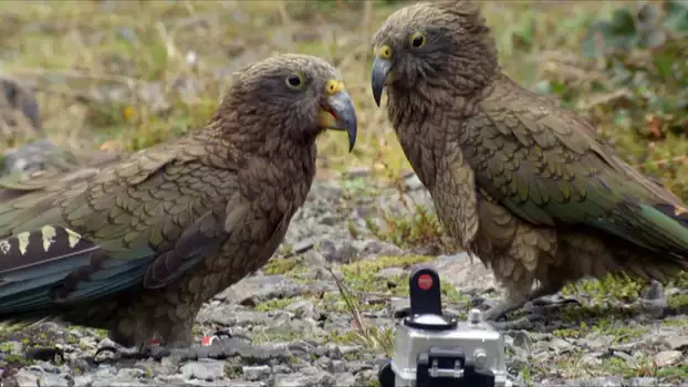 Keas - New Zealand's Witty Daredevils