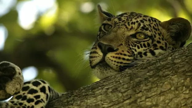 The Unlikely Leopard