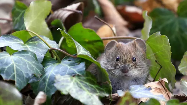 The Wild Gardener