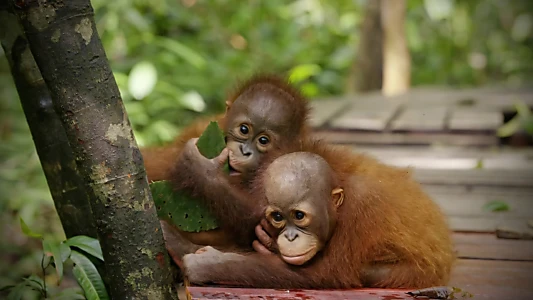 Red Ape: Saving the Orangutan