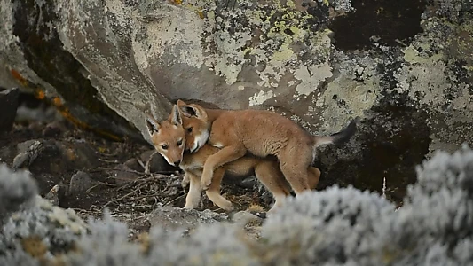 Abyssinia, the call of the wolf