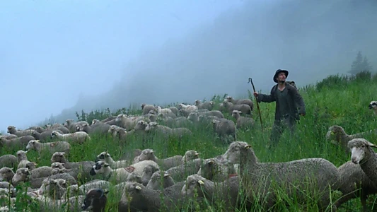 Shepherds