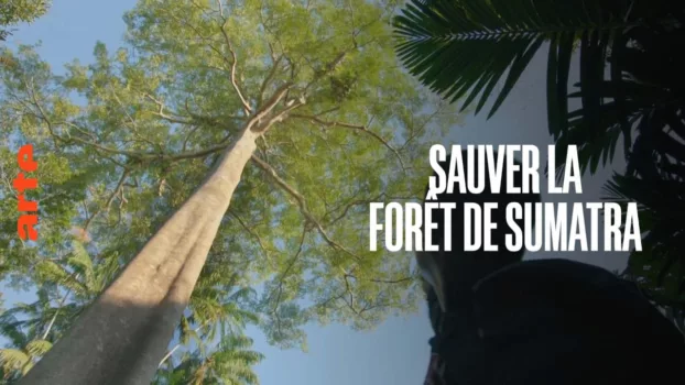 Save the Sumatran Forest