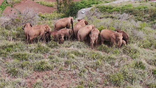 March of the Elephants