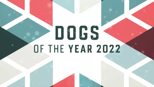 Dogs of the Year