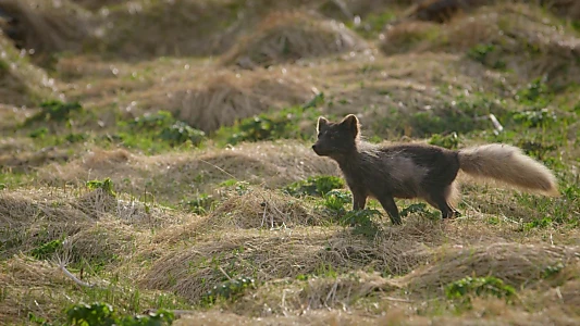 The Arctic Fox: Still Surviving