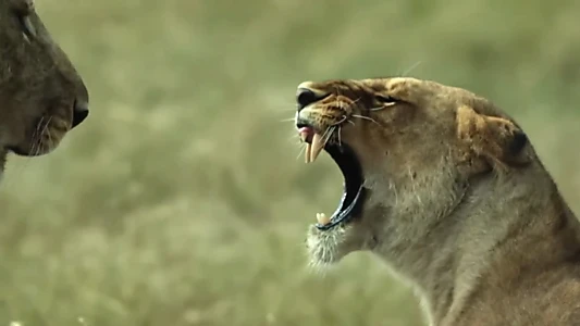 Lions: The Hunt for Survival