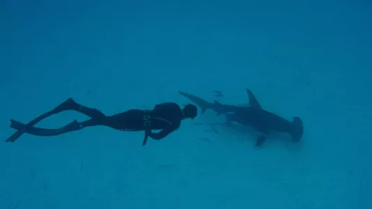 Shark School with Michael Phelps